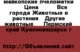  майкопские пчеломатки F-1  › Цена ­ 800 - Все города Животные и растения » Другие животные   . Пермский край,Красновишерск г.